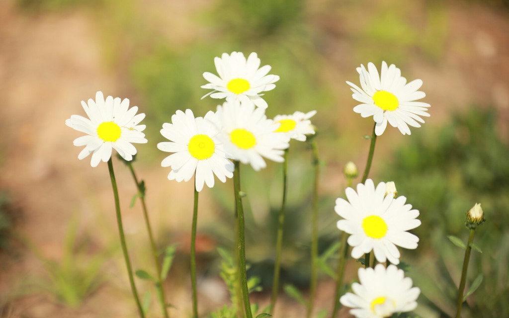 小花